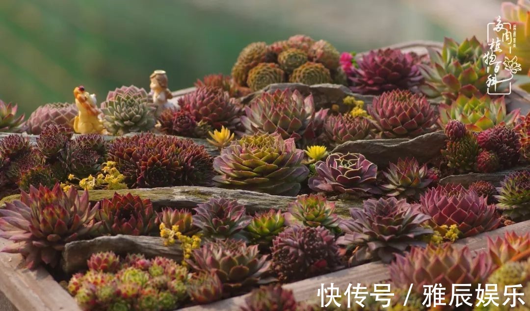 框子|这多肉拼盘这么仙!如何制作达人手把手教你制作长生草拼盘!