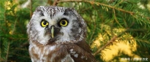 俗话“夜猫不进无病家,燕子不进苦门家”是为何?古人的传世智慧