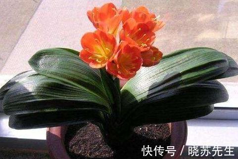 君子兰长期不开花，都是4种情况造成的，很多人都不晓得