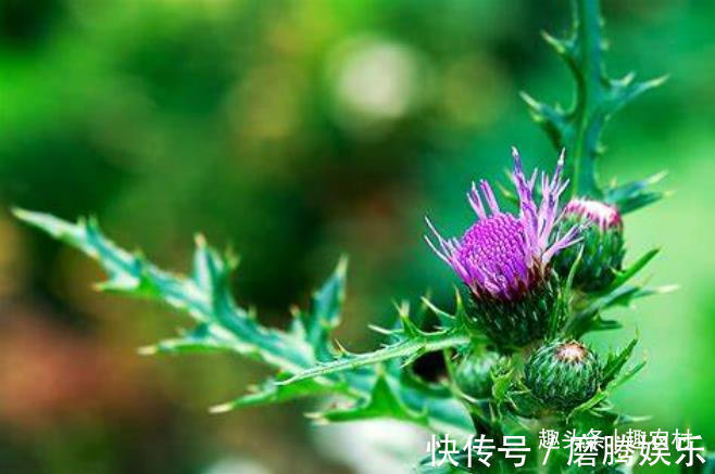 蛇莓|小时候常见又叫不上名的植物,终于知道叫啥了,太全了