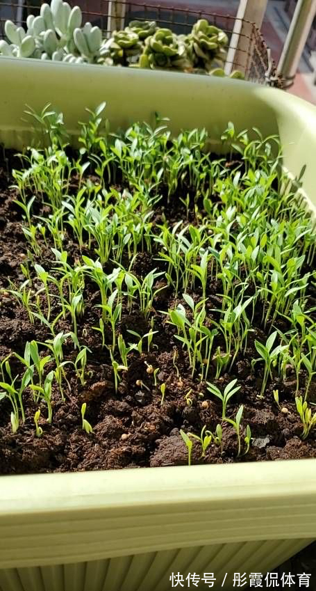5种“蔬菜”不怕冷,阳台种一盆,0度冻不死,吃一茬冒一茬