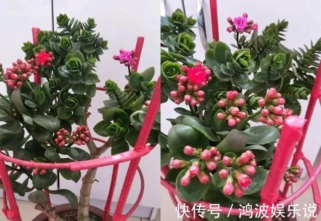 教你1招,让“长寿花”秒变老桩,开花越来越多,养好能做盆景