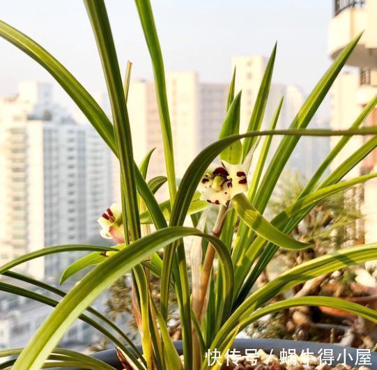 植株|盛夏兰花太“难养活”?做好5个重点,植株长得旺,花苞一大盆