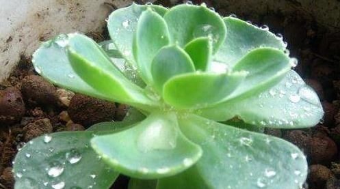 “3种花”一浇水就能活,客厅养一盆,花朵一开就成“瀑布”