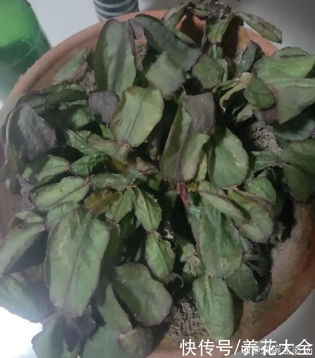 浇水|9种花,夏天休眠了,一定少浇水,否则越浇越死