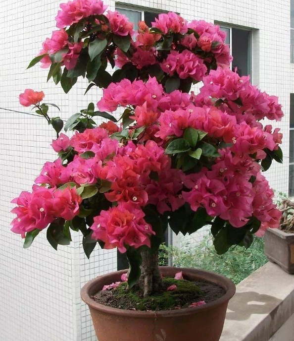 最爱开花的三角梅,被养得花量稀少,快做好3件事,之后花开满盆