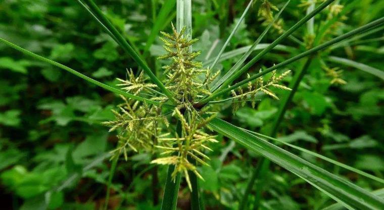 止痛|别当杂草除掉了!如今是珍贵野生草药,对女性用处极大!