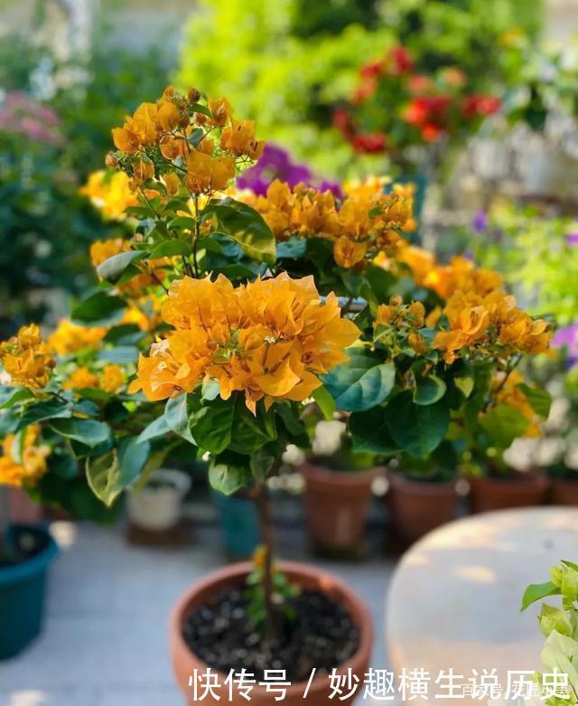 三角梅|45种三角梅品种,红、橙、黄、绿、白、紫,每一种都很好看!