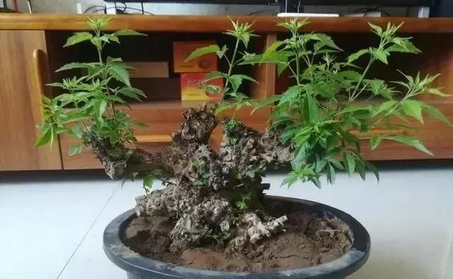 根部|马路边常见的“黄荆”,养花盆里变“盆景”,好看值钱