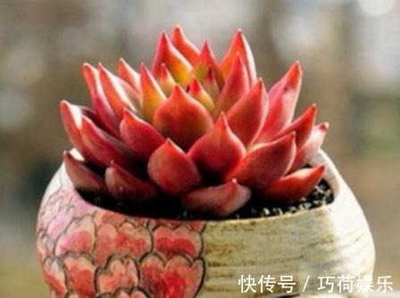 学会给多肉''喷水'',上色容易还好看,1招搞定叶子不着色的难题