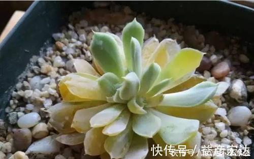 多肉植物出现3个症状,赶快换盆换土,催一圈侧芽,养成小老桩!
