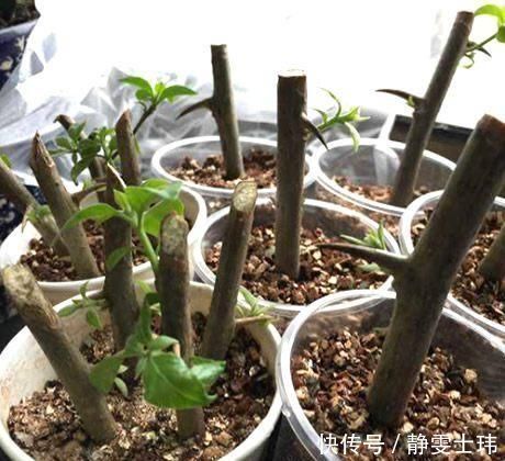 扦插|去河边挖点它,用来扦插花卉,只需5天就生根,一下养出十几盆