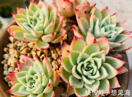 阳台也能养出漂亮多肉,这5款莲座肉肉,好养又省心,新手放心养