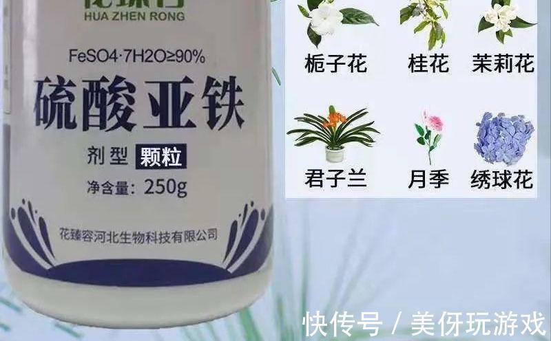 养花肥“又杂又贵”？认清3元素，花几块钱，养一百种花