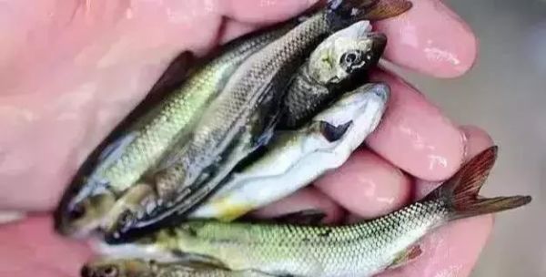 常见|7种河里正在消失的野味,第3个很常见,最后一种价格有点小贵