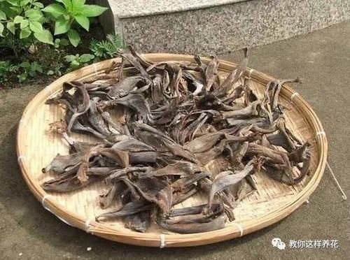 花草养不活,放点香蕉皮,打鸡血一样疯长!