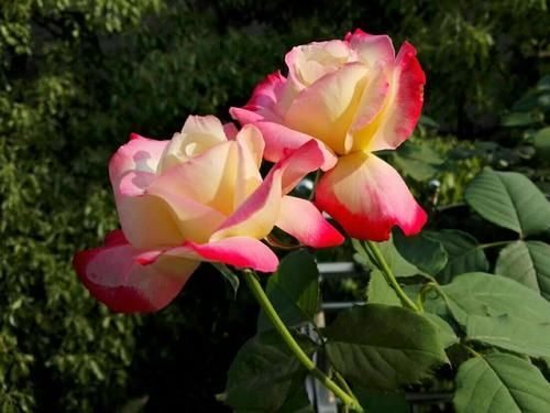 婆婆别的花不爱,只养月季花,精挑细选了5个品种,个顶个的经典