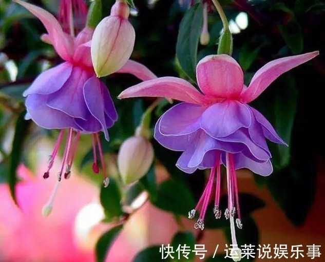 5种颜值最高的“垂吊花”，空中摇曳荡漾，宛如一幅画卷，太美了
