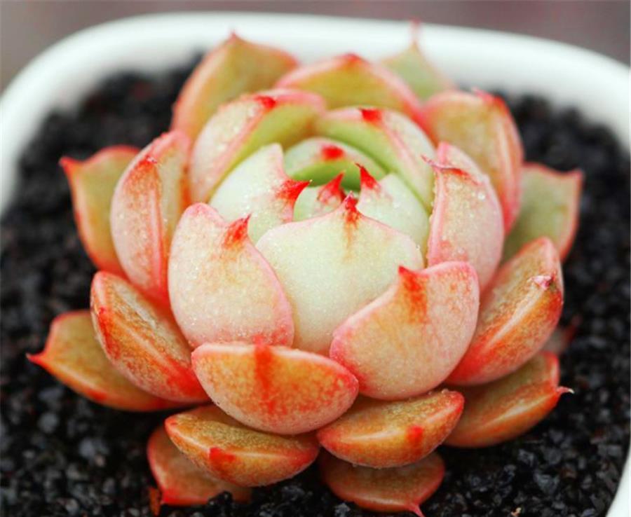 春天养多肉,3件事情要巧做,学会了侧枝新芽蹭蹭长,轻松爆盆