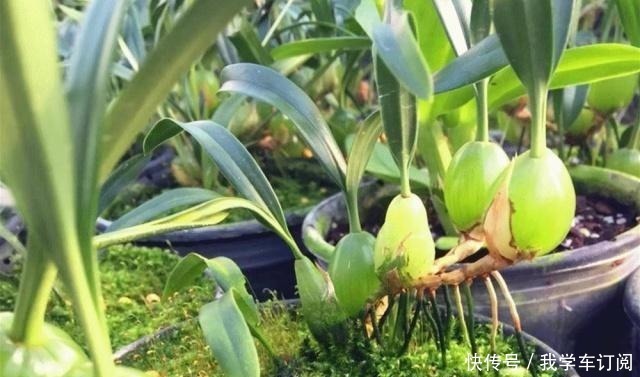 寄生|遇到这种寄生“果上叶”,可别再砍掉了,加青苔做盆景,比石斛美!