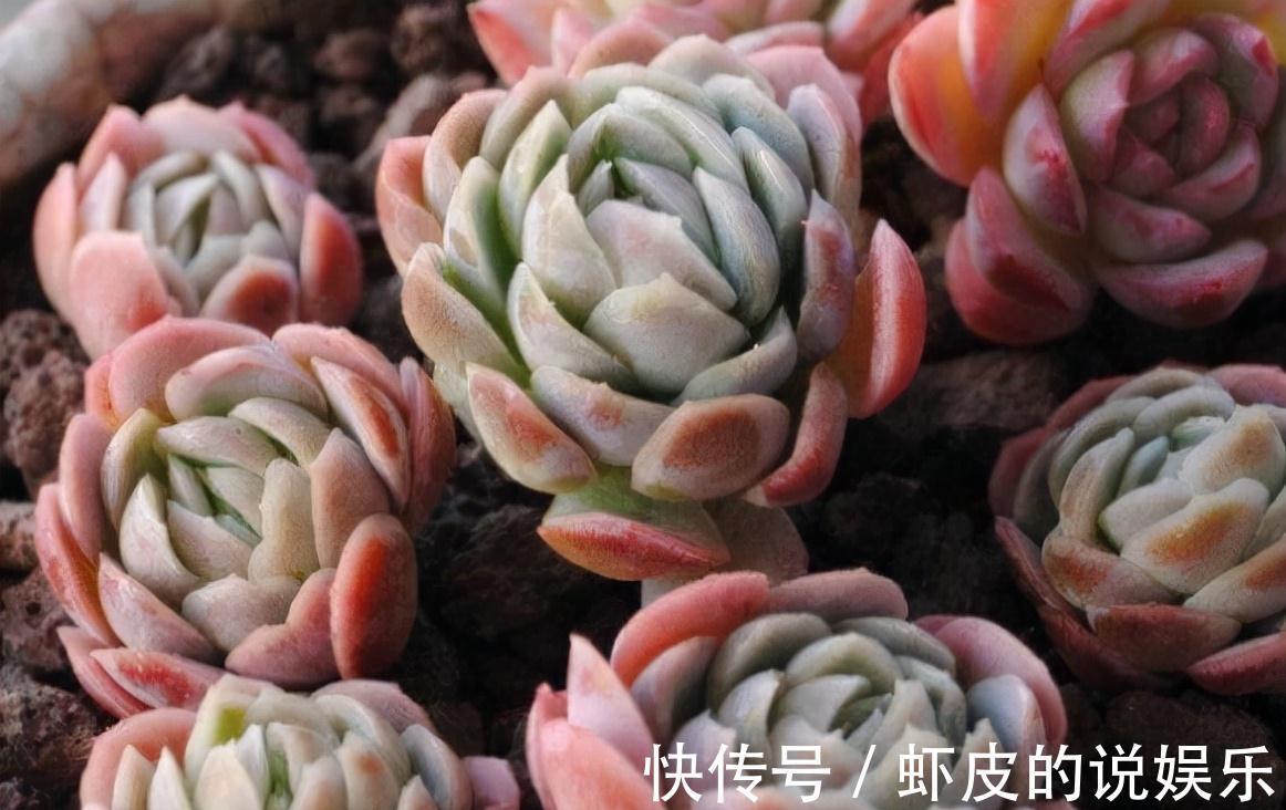 8种多肉植物,颜值高香味迷人,太喜欢了