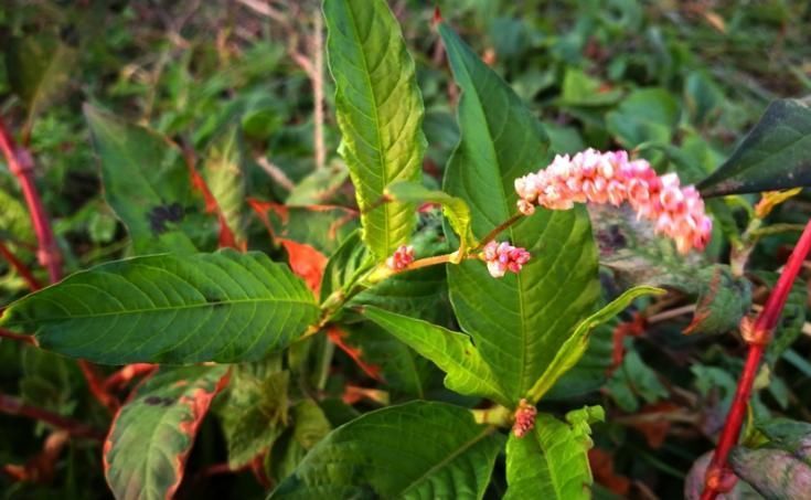 这类植物味道很辣,但不是辣椒,现在很少了,你们哪里有吗?