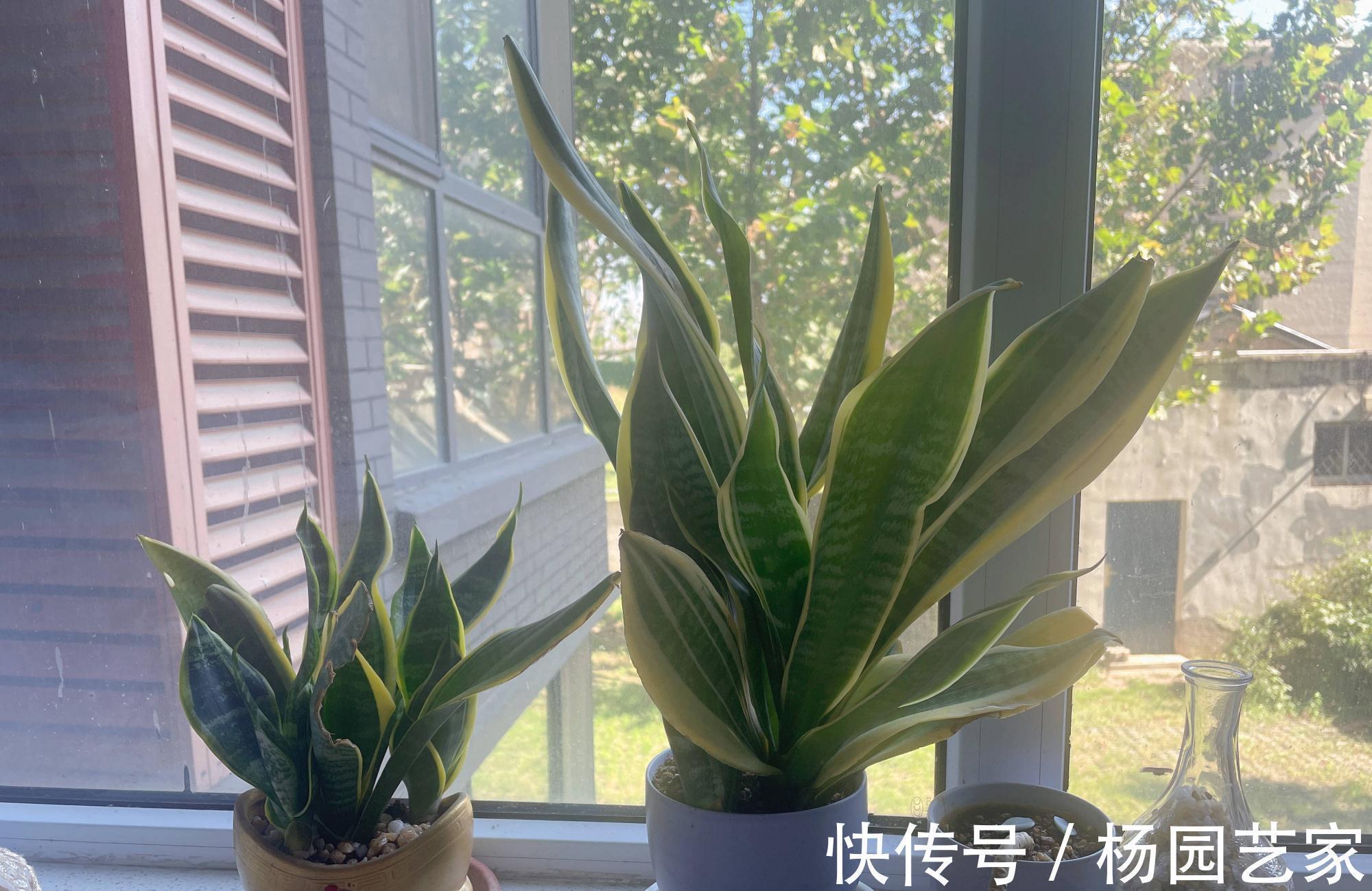 可以养卫生间的3种花,叶油绿花漂亮,吸湿气去异味,长势好