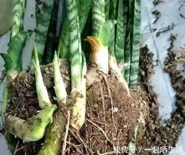 花上长了这个，再不换盆，就要憋死了！花上长了这个，再不换盆，就要憋死了！