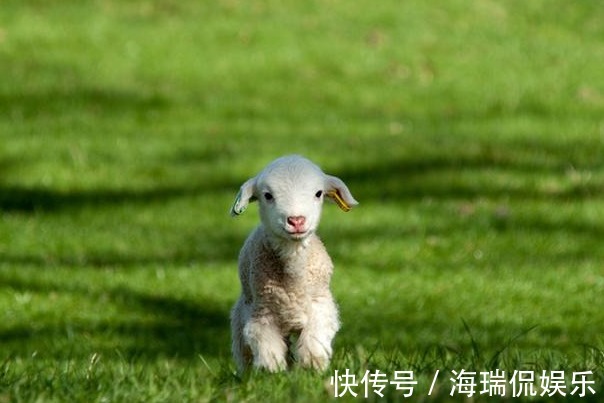 生羊|谁说属羊的人命不好，这些月份出生的羊羊，可享天赐福禄！