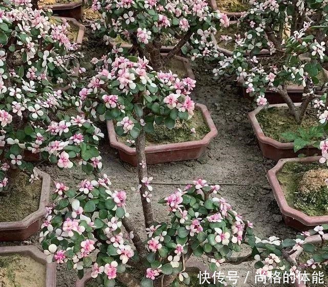 老桩|雅乐之舞剪剪枝,主干放放粗,一个夏天变老桩,养成高价小盆景!