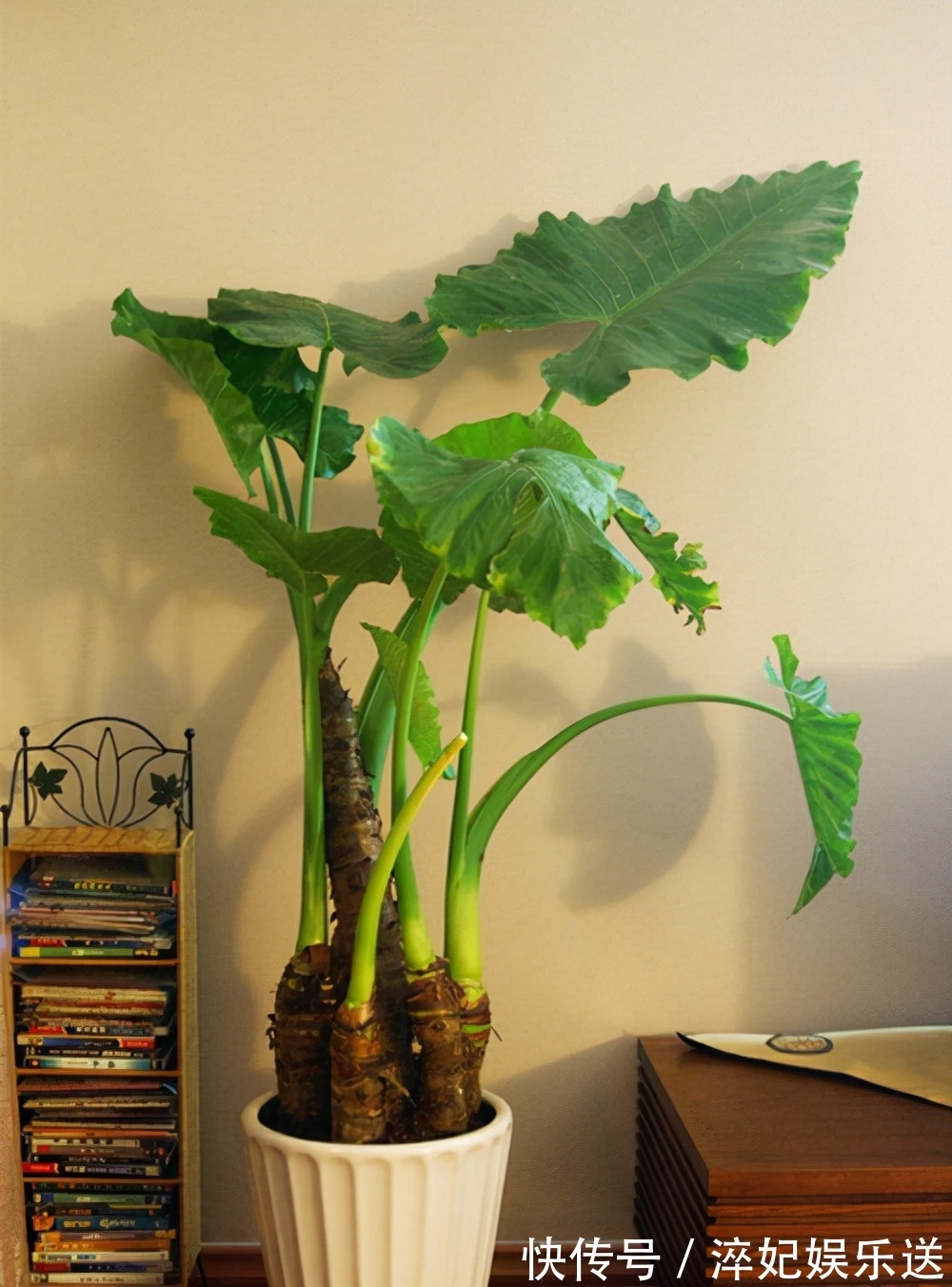 养花|奶奶对我说卧室别养5类花,仔细想想,不是迷信,而是真的有道理