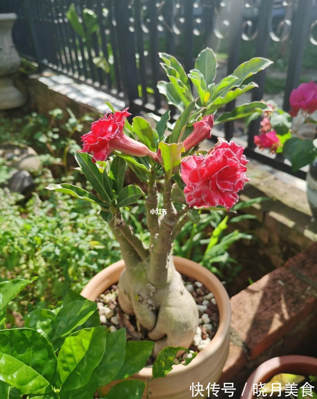 冷天养这8种花,有钱也要穷着养,断粮、少水更抗冻