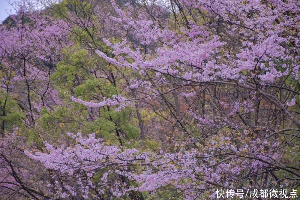 紫色花海迷人眼，赏花攻略已送达，只待君来