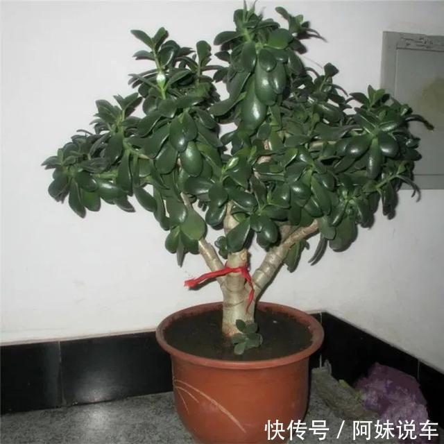 风水|客厅养花就选这六种,寿命长、寓意好,省心又好养,你家养了几种