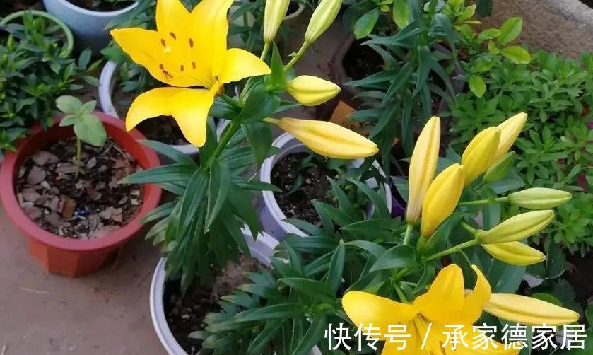 多肉|以这4款植物为例，教你该怎么养根壮根
