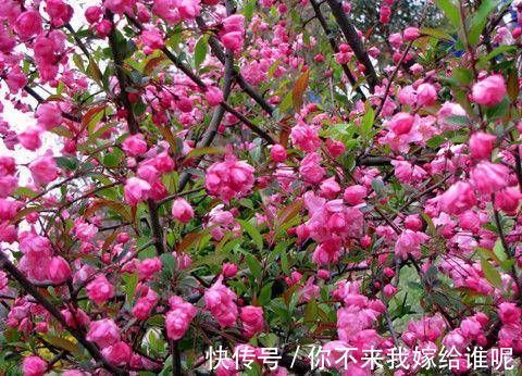 养花|院子阳台不要瞎养花，推荐几种树，果子好吃还能添福