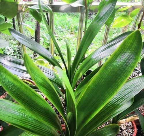 病害|进入7月养君子兰,1看2做3注意,叶绿根壮,花开一茬又一茬