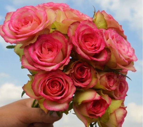 喜欢养菊,不如试试“高档玫瑰”红羽,美艳如少女裙摆,灵动可爱