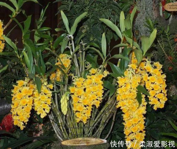 门前石头上长了一丛草,朋友出1000元来买,开起花来真漂亮!