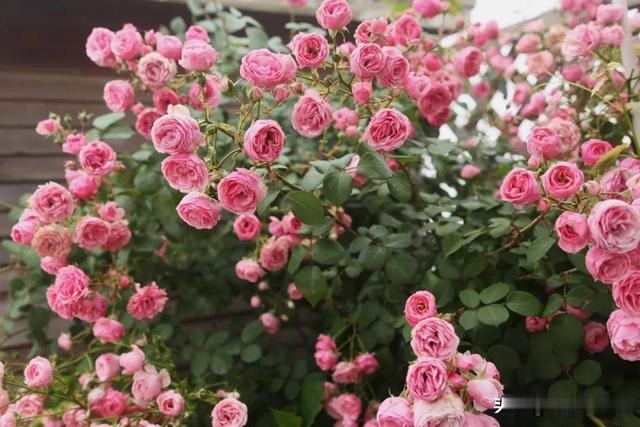 圆滚滚的绣球，瀑布般的花墙，这届花友也太会种花了吧