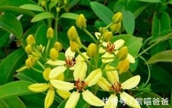 金银花|会开金黄色的小花,常被误认为是金银花,不要随意采摘