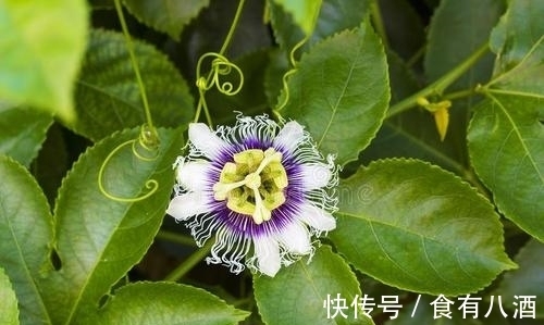 贝母|美丽而奇特,这些花的造型是你极少见到的,有你认识吗?(上)