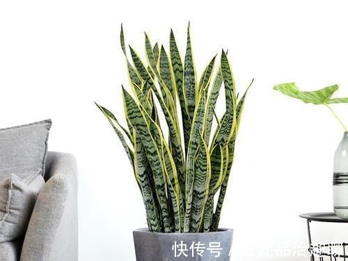 植料|秋季做对几点，虎皮兰姿态美容易爆新芽，你做对了吗？