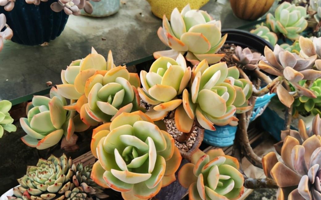 如果不说是白凤,大家能认得出来吗?控养的白凤,完美逆袭