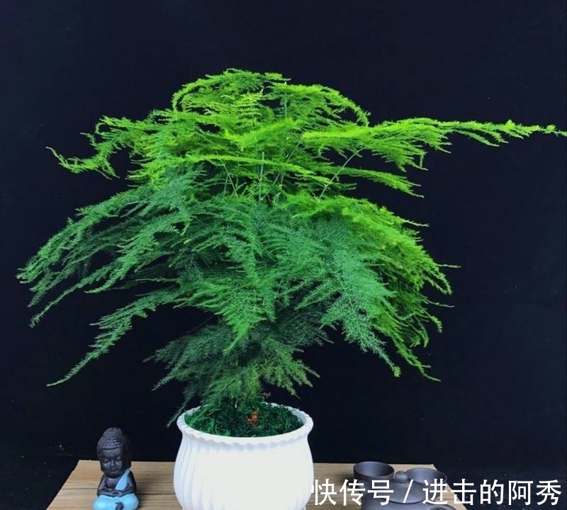 20种“坑人花”,真的很难养,没有三五年的养花经验,别入坑