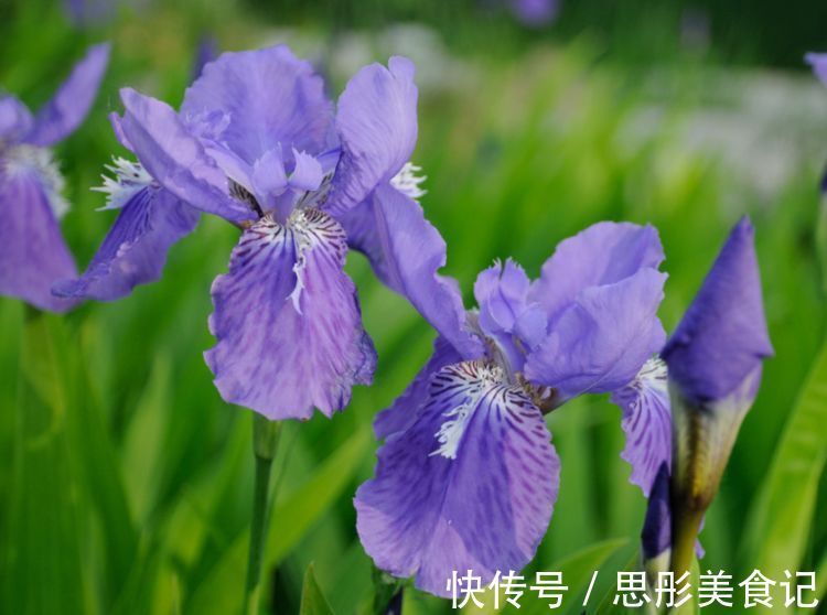 5月9日开始,养花试试这几款,绚丽多姿,疯狂开花