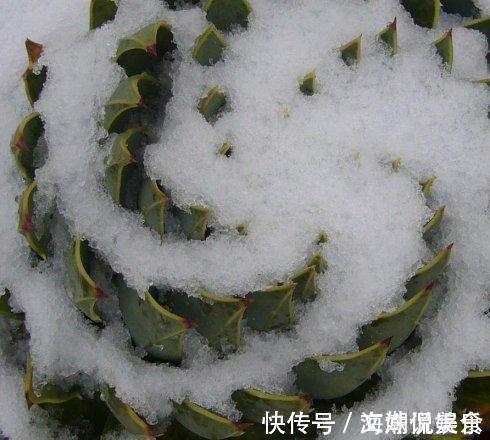 一盆芦荟1万多，一棵能长50年，越老越值钱，你见过芦荟女王吗