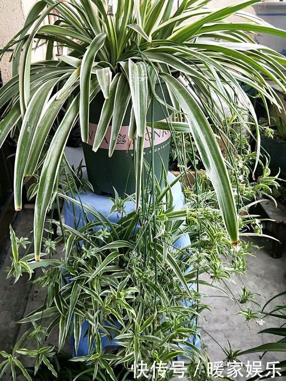 瀑布|夏季养吊兰,去掉5个误区,吊兰快速爆盆,垂吊成瀑布很简单