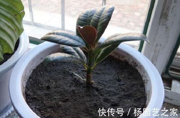 松树皮|养花,老化的树皮,堪称养花神器,制作方法简单,格外实用