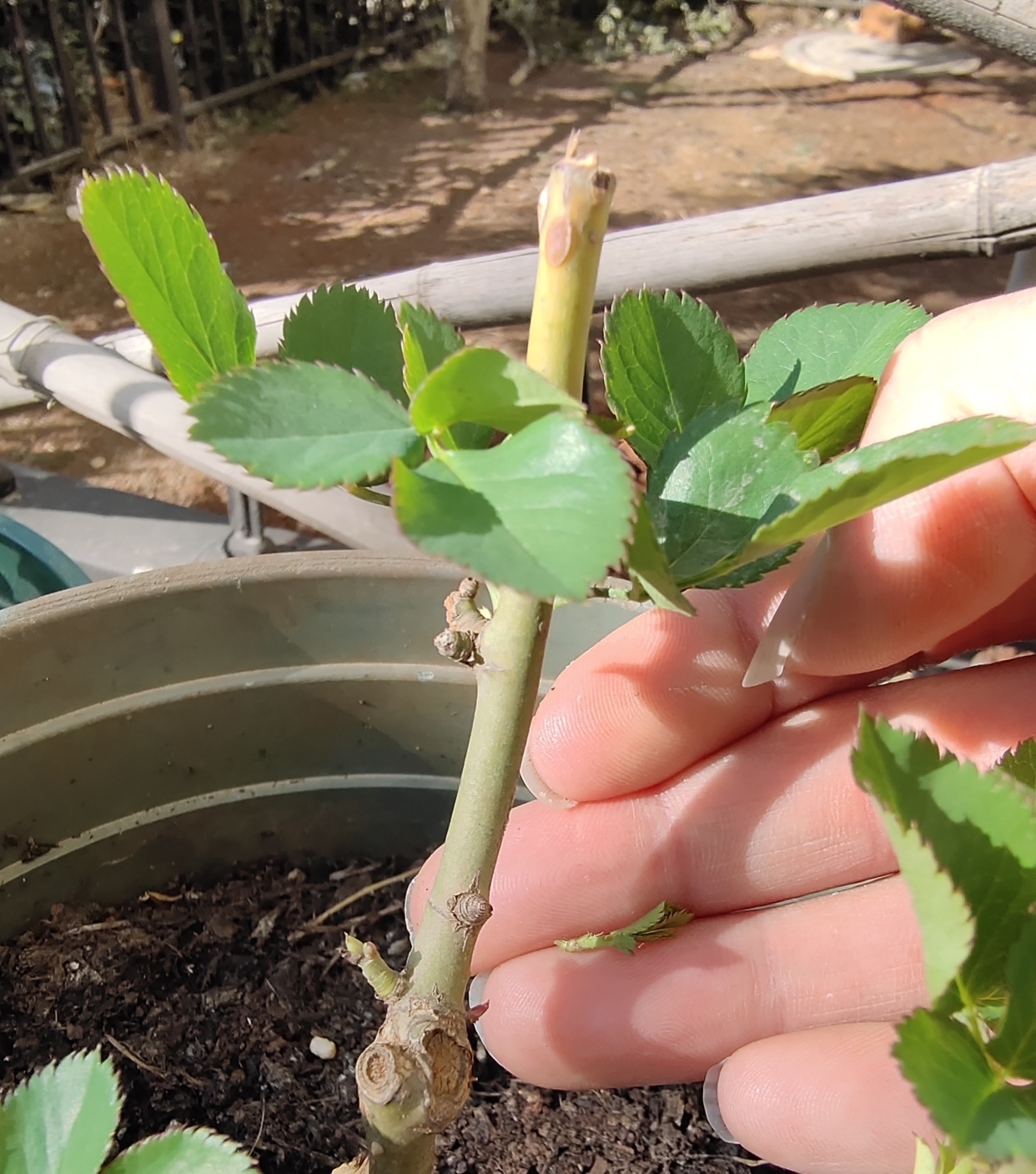 早春养月季,把握好3个词,生长开花不用愁